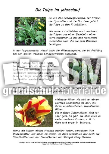 Die-Tulpe-im-Jahreslauf.pdf